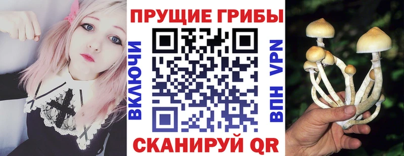 darknet телеграм  Мещовск  Псилоцибиновые грибы прущие грибы 